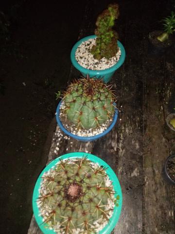 Cactos