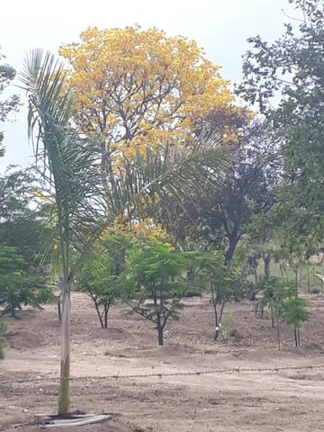 Lindo perfeito sitio em jacobina bahia pronto pra morar proximo a faculdade de Medicina - Foto 12
