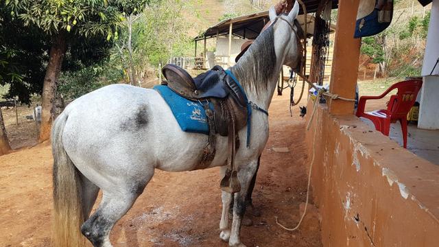 Cavalo mangalarga marchador muito premiado - Foto 2