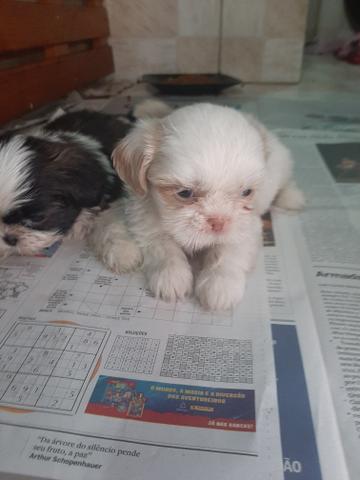 Filhotes Shih Tzu