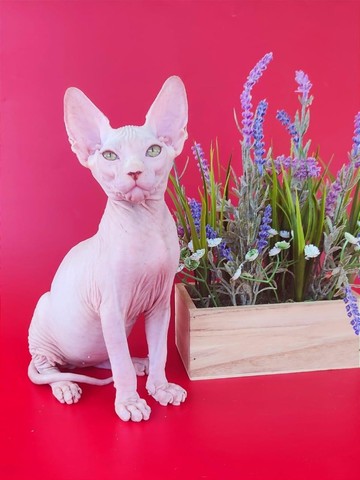 Sphynx filhotes conferir 