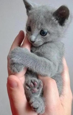 Russian blue filhotes conferir 