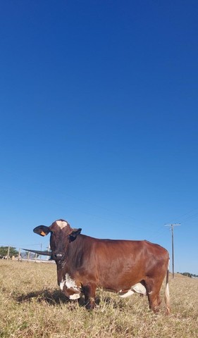 vacas leiteiras  - Foto 2