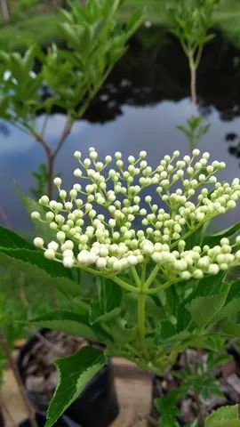 MUDAS DE SABUGUEIRO COM FLORES  - Foto 3