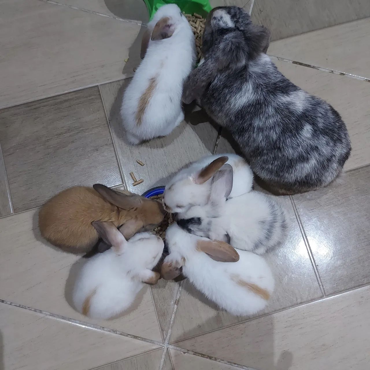 Filhotes de coelho  - Foto 5
