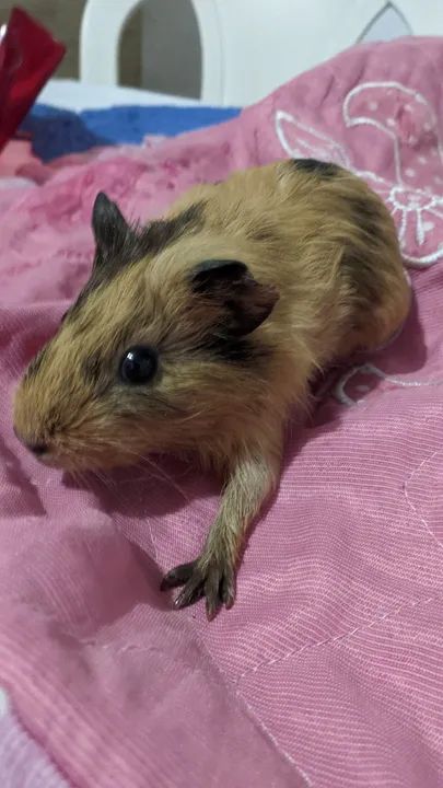 Porquinhos da índia 