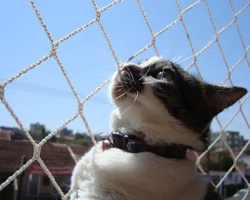 Redes de Proteção Melhor Preço com Promoção de Telas para Apartamentos, Casas, Empresas - Foto 2