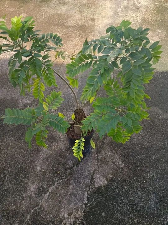 Acerola  - Foto 5