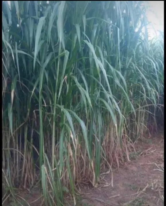 MUDAS DE CAPIAÇU E KURUMI COM PLANTIO MECANIZADO, TEMOS EM GRANDES E PEQUENAS QUANTIDADES  - Foto 6