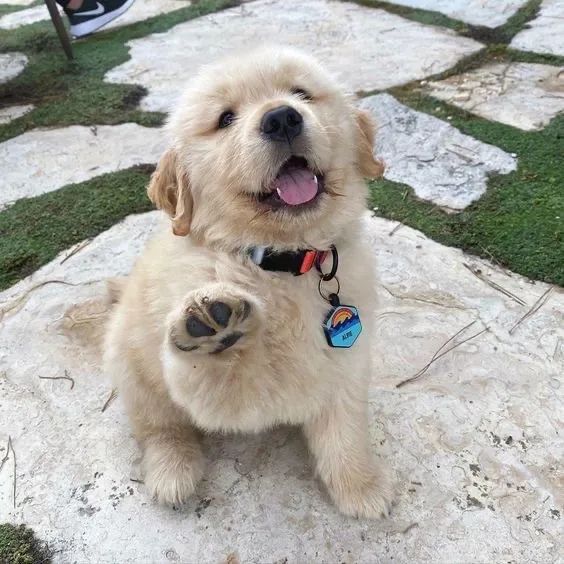 Golden Retriever Faço Poze Para Fotos 