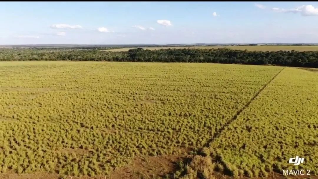 Fazenda em Guaraí -TO.