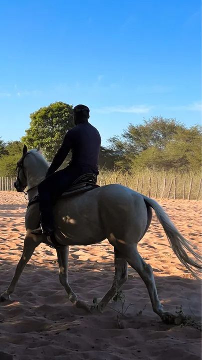 Cavalo macho PURO e REGISTRADO - Foto 3