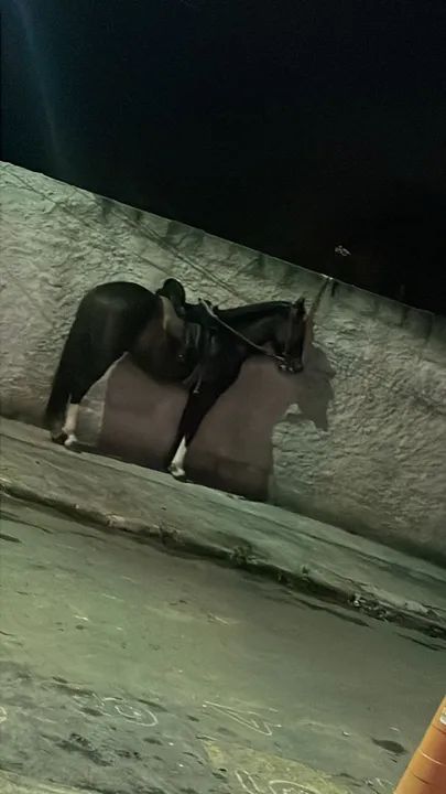 Cavalo manga larga + mangalarga paulista . 