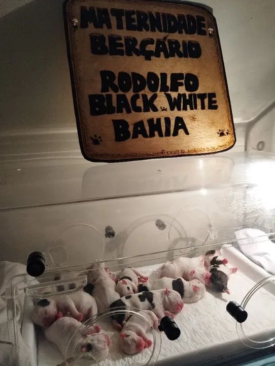 Filhotes de Bulldogue Inglês  - Foto 2