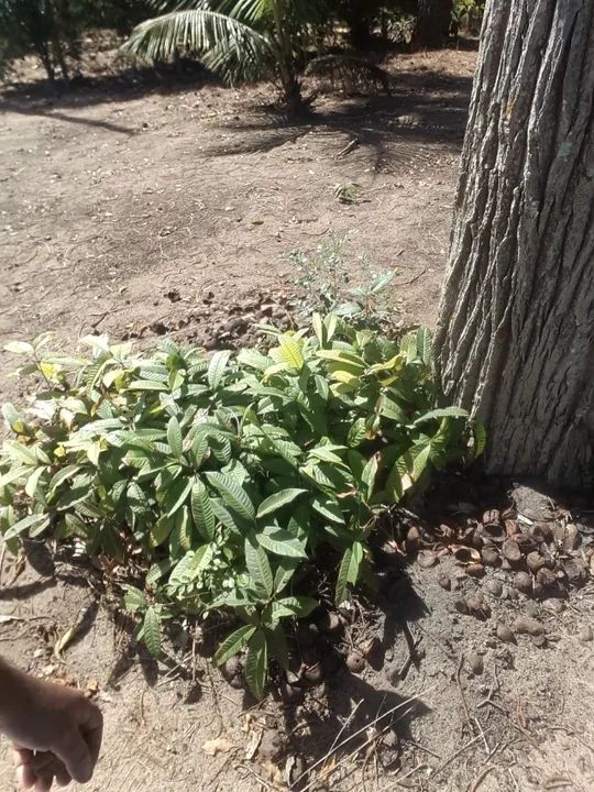 Castanhas de Sapucaia a pronta entrega para produção de Muda ou Consumo - Foto 3