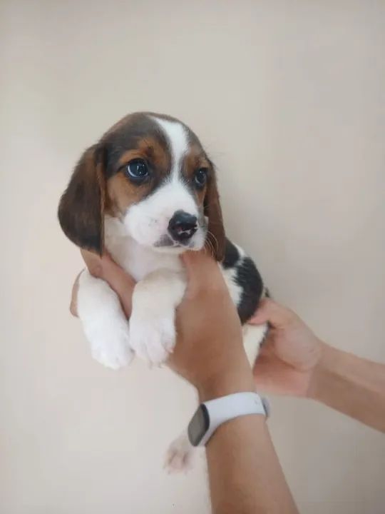 Beagle - Foto 4