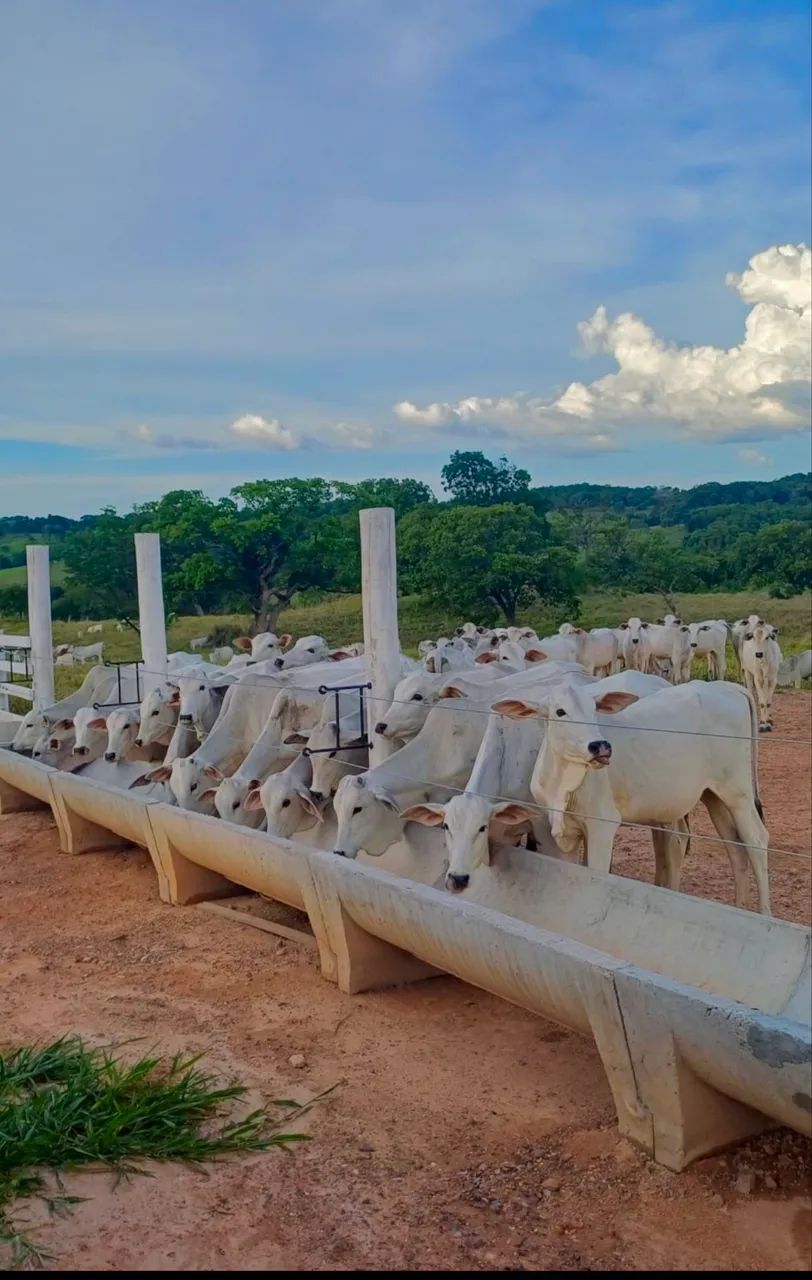 BEZERRAS FÊMEAS 12 MESES - Foto 4