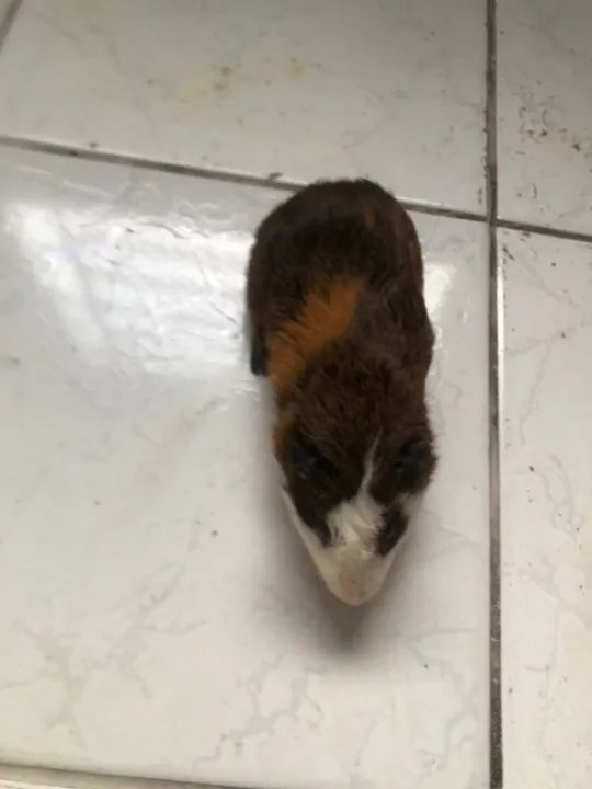 Porquinhos-da-índia 