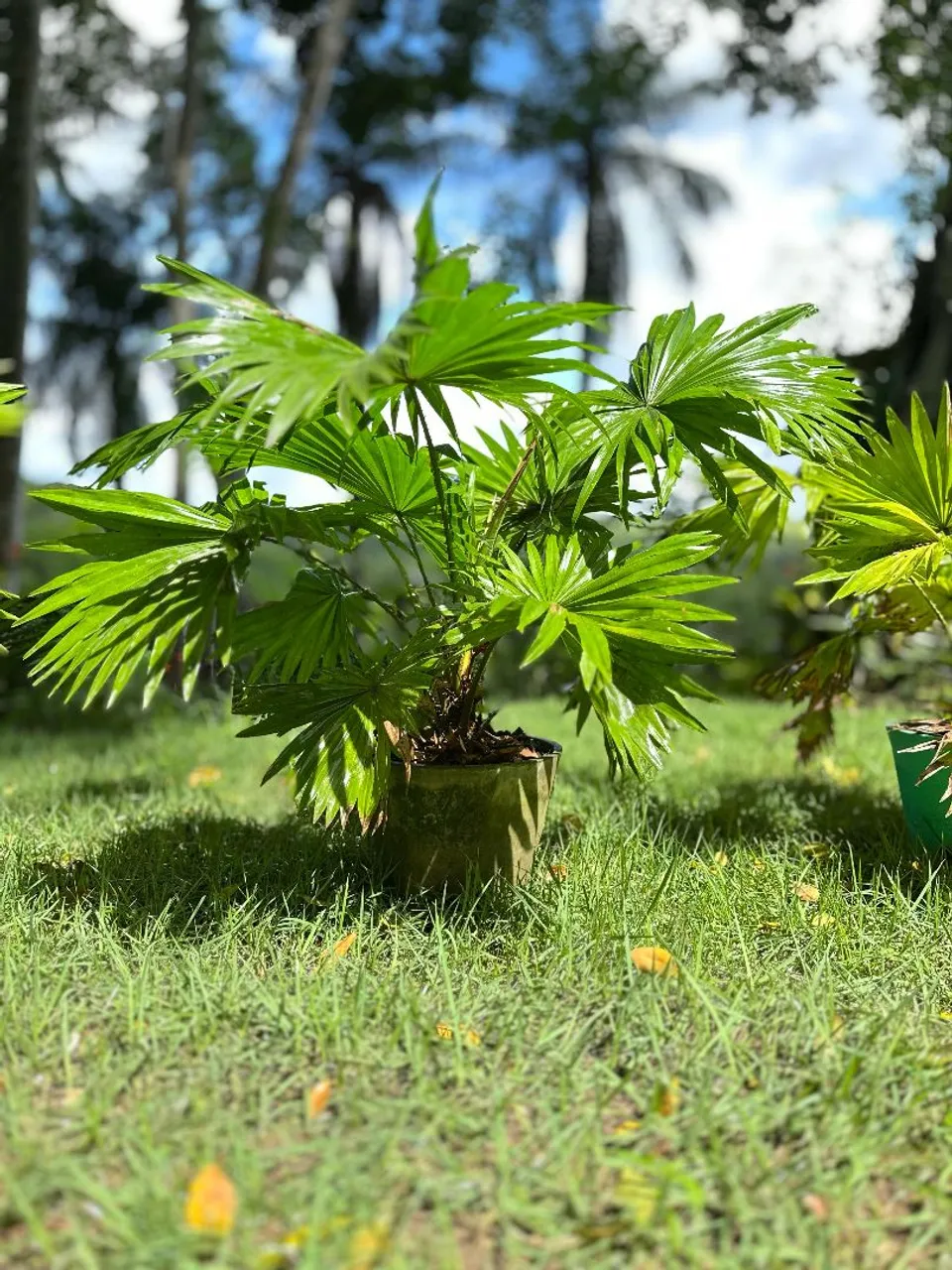 Palmeira leque