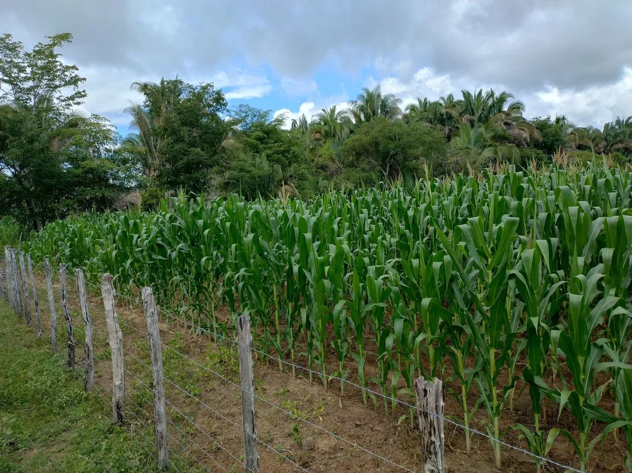 Milho verde  - Foto 2