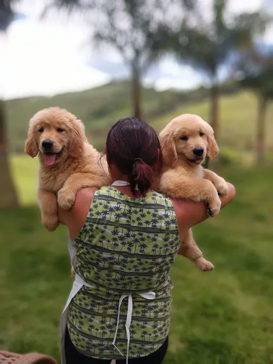 Golden Retriever Filhote - Foto 3