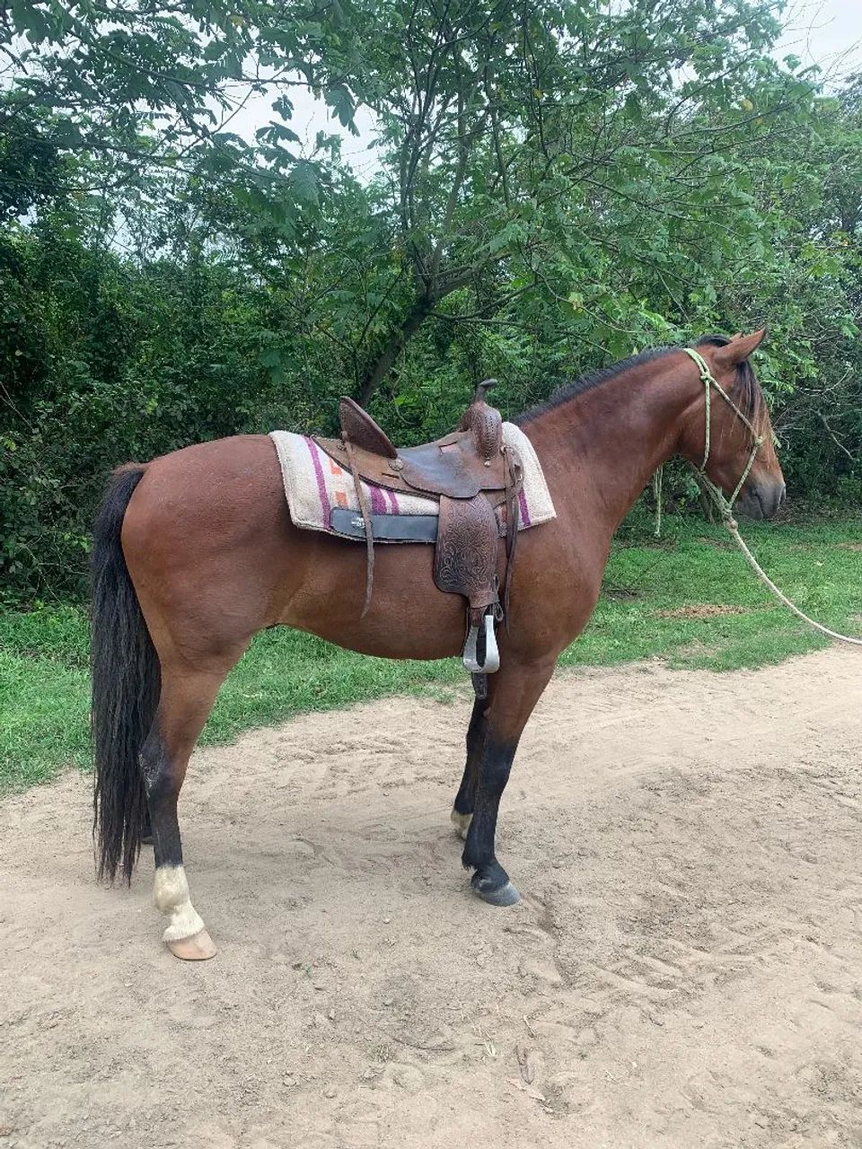 Cavalo mangalarga pra gente exigente  - Foto 4