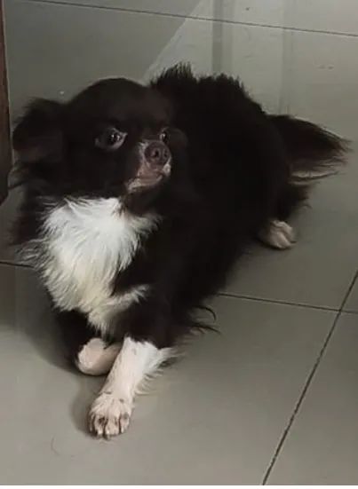 Chihuahua  Chocolate Pelo Longo Macho