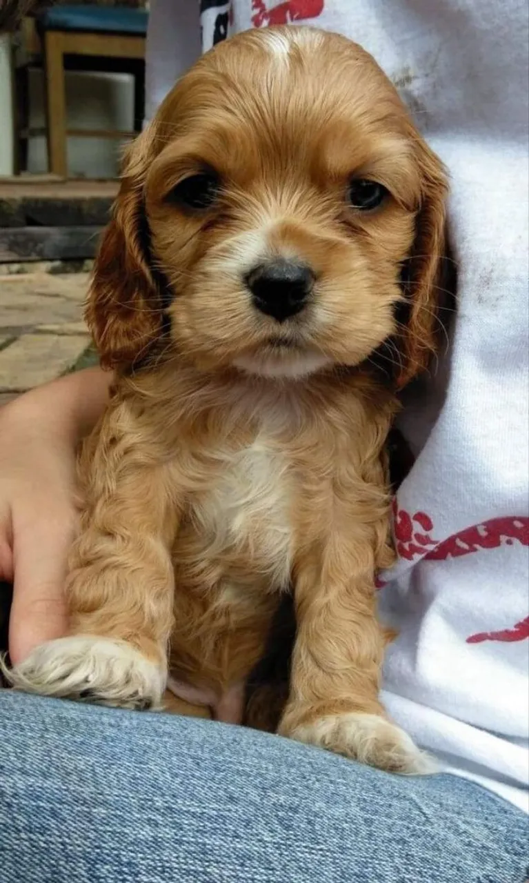 Cocker Spaniel Inglês - Elegância e afeto