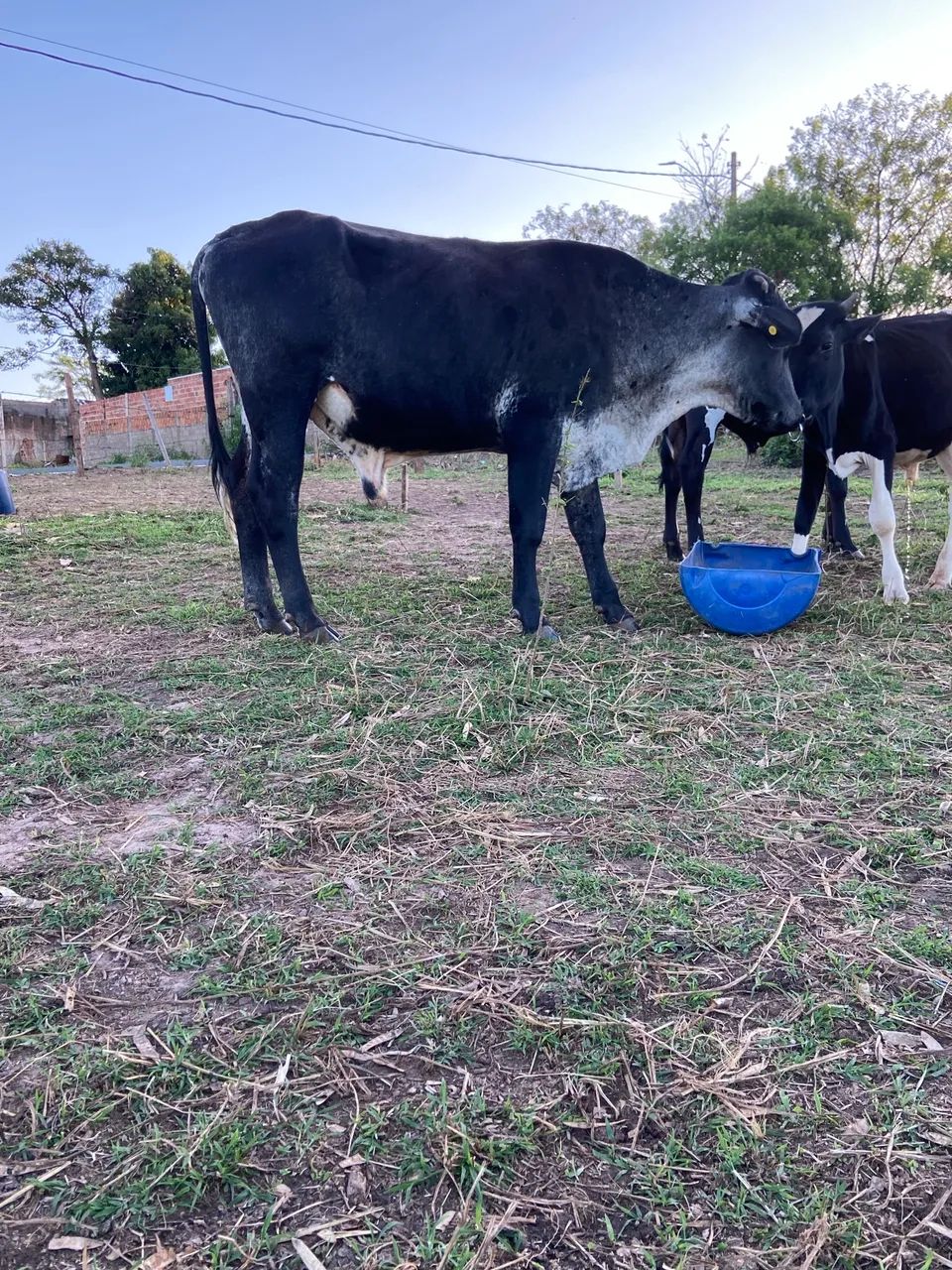 Boi girolando para vaca de leite - Foto 3