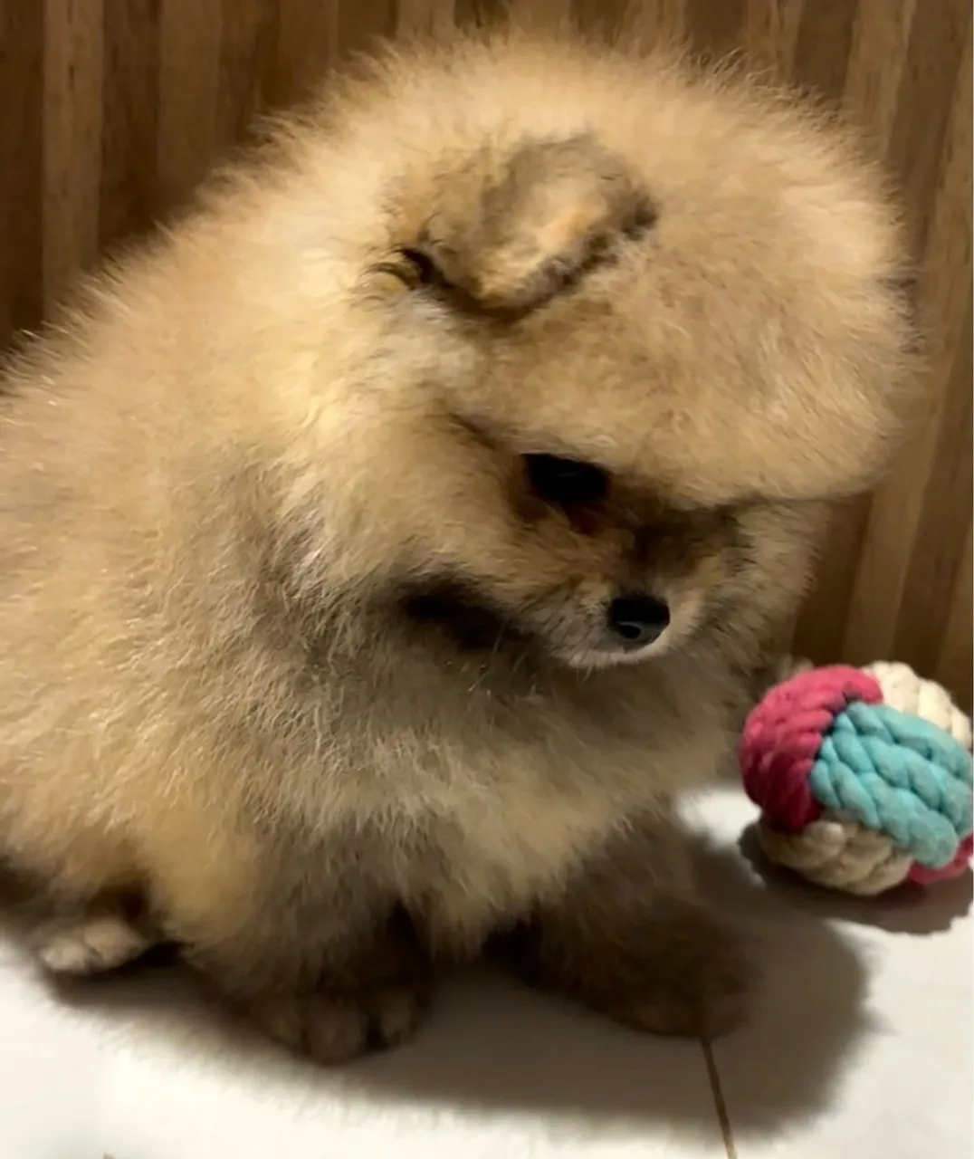 Spitz alemão machinho