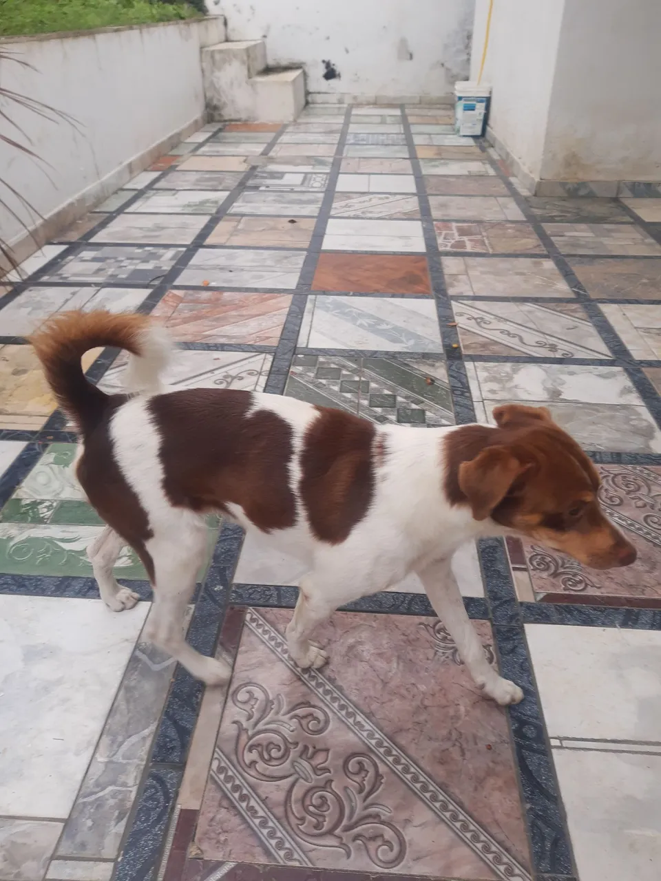 Cãozinho Adorável para Adoção - Procuro um lar!