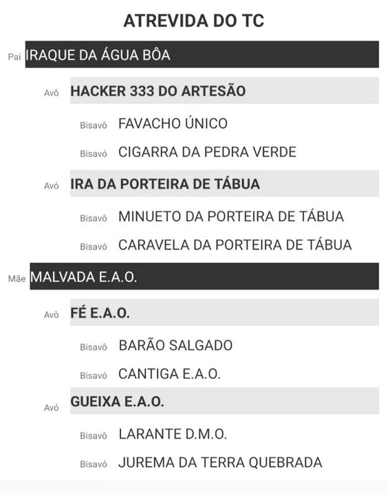 Égua  Mangalarga Marchador Registrada  - Foto 6