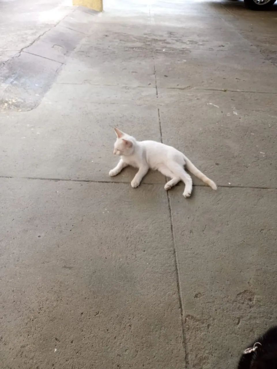 Adoção responsável de Gato