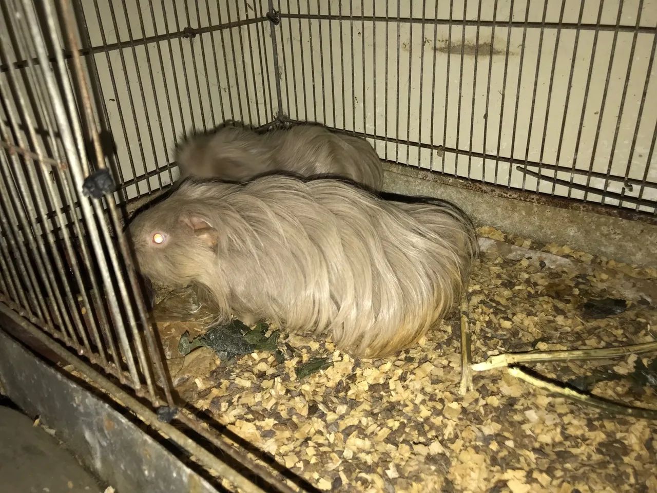 PORQUINHO DA ÍNDIA SHELTIE - VENDO - Foto 2