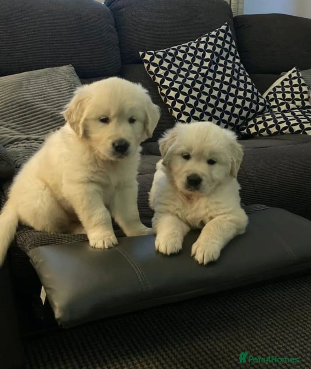 Golden retrivier super fofuras 