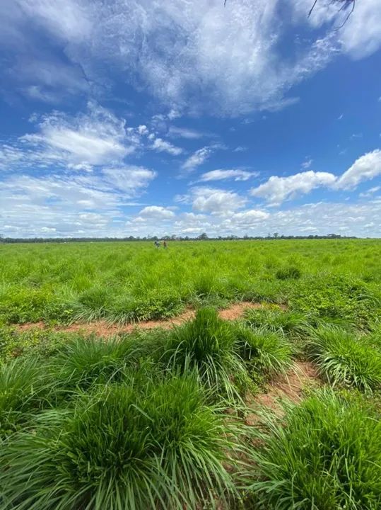 Fazenda arrendamento 1.600hec em Poconé MT. - Foto 4