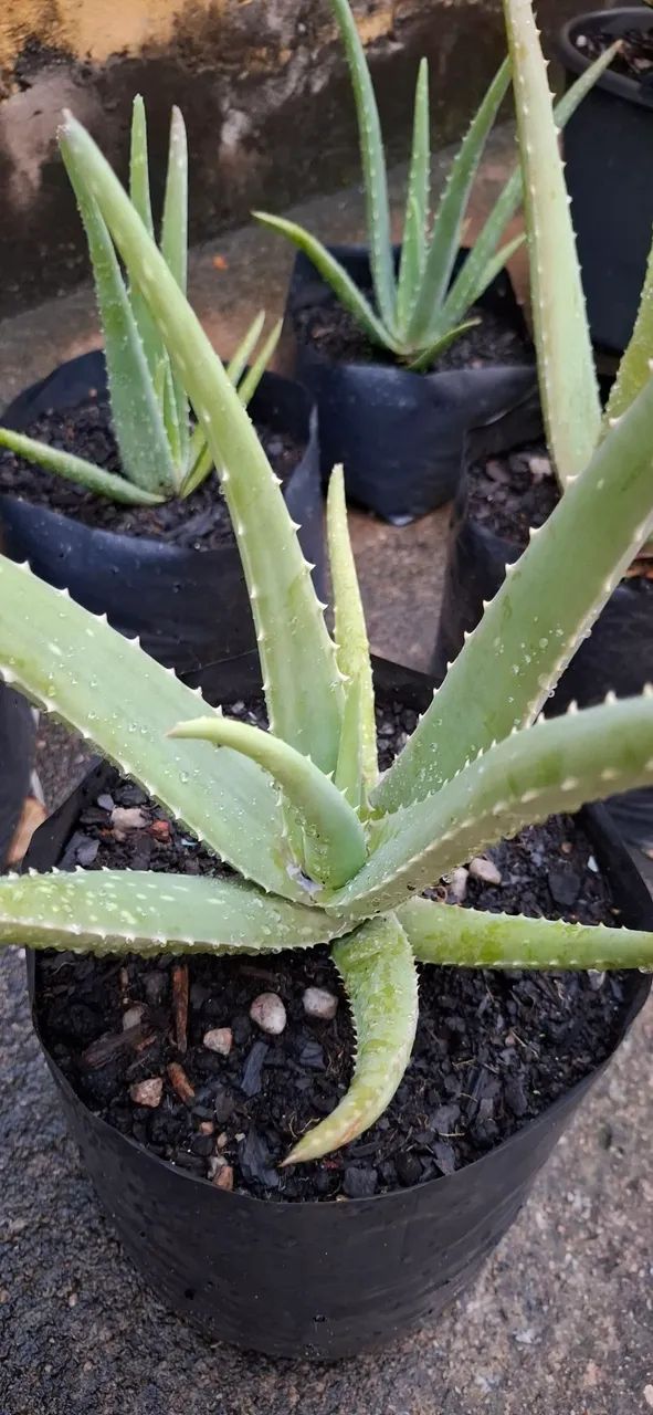 Mudas de babosa (aloe vera) - Foto 4