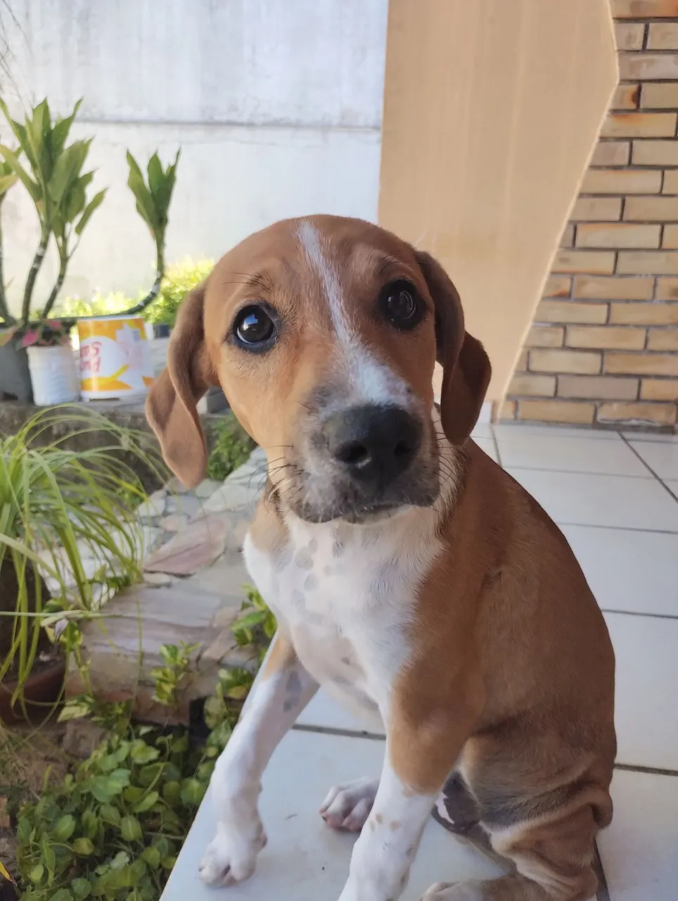 O alegria precisa de um lar