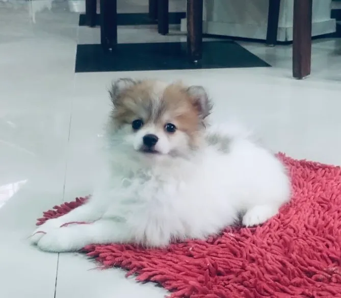 Spitz Alemão fêmeas anão (Lulu da Pomerania)