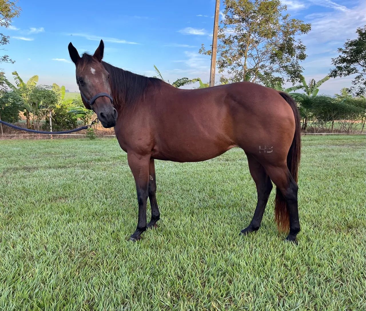 Egua QM Pura Prenhe garanhão Cremelo - Foto 3