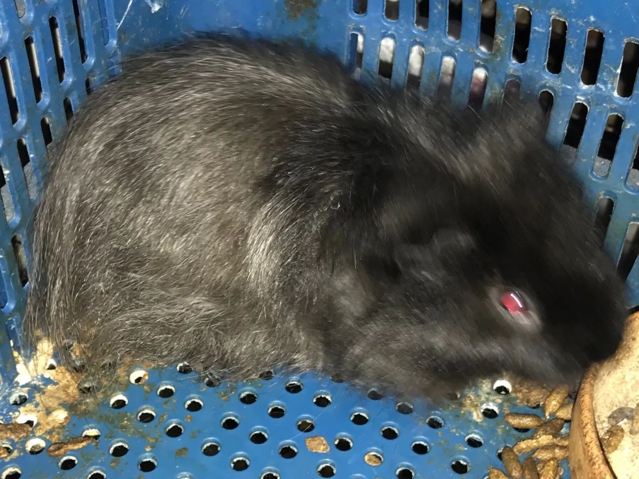 PORQUINHO DA ÍNDIA SHELTIE - VENDO - Foto 5