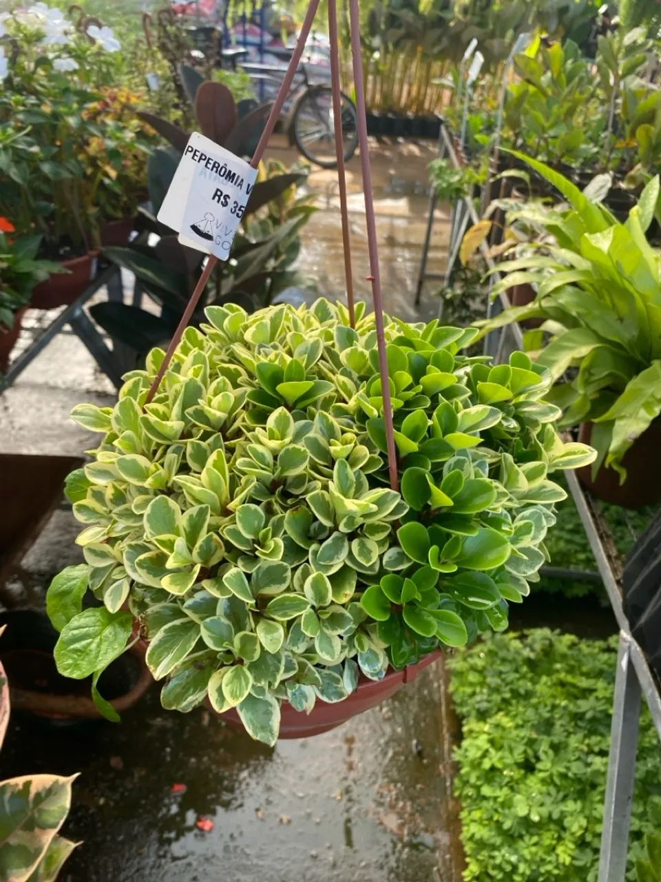 Muda de peperomia variegata 