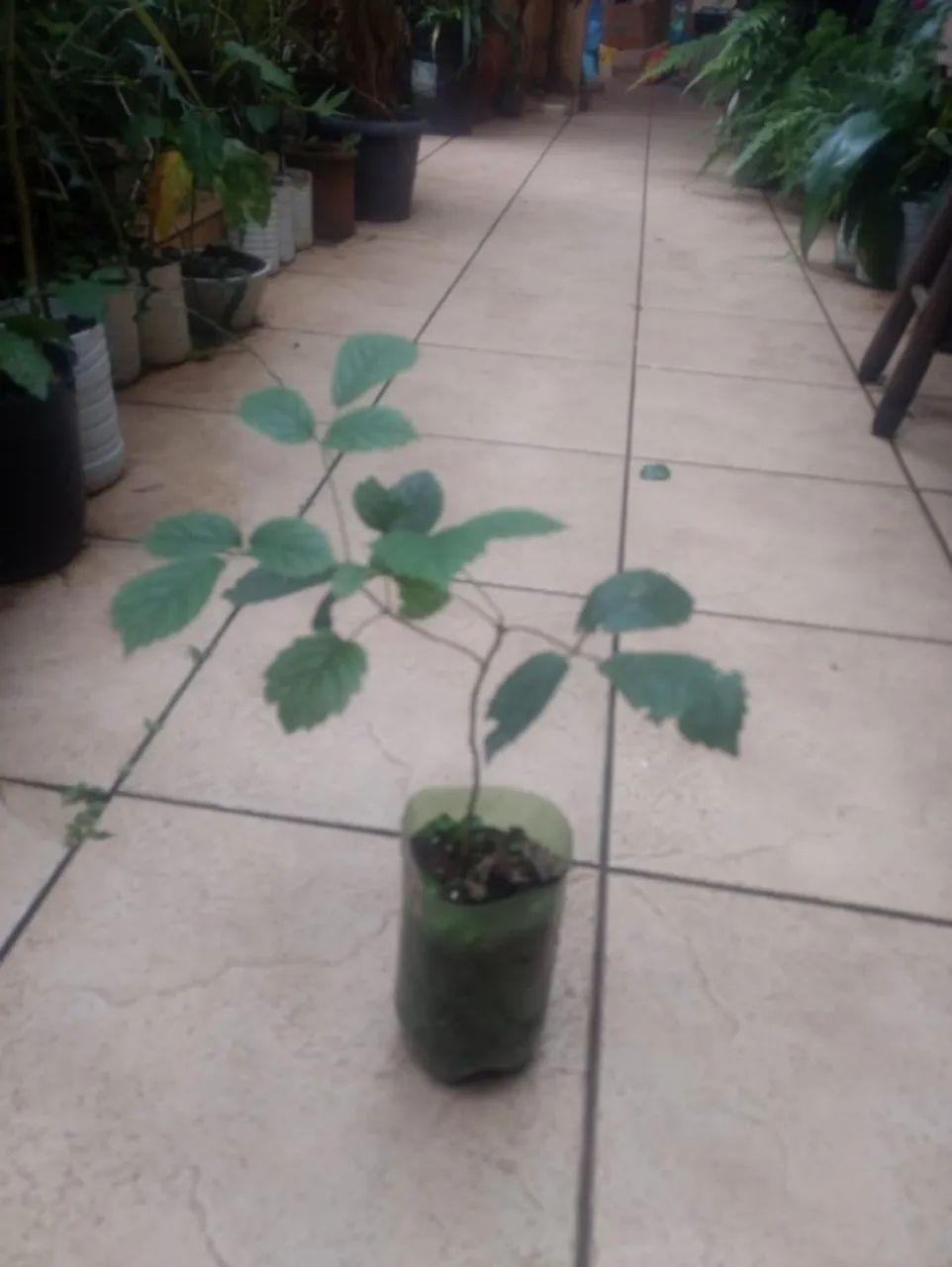 Vendo Mudas de Amarelo - Guarulhos  - Foto 4