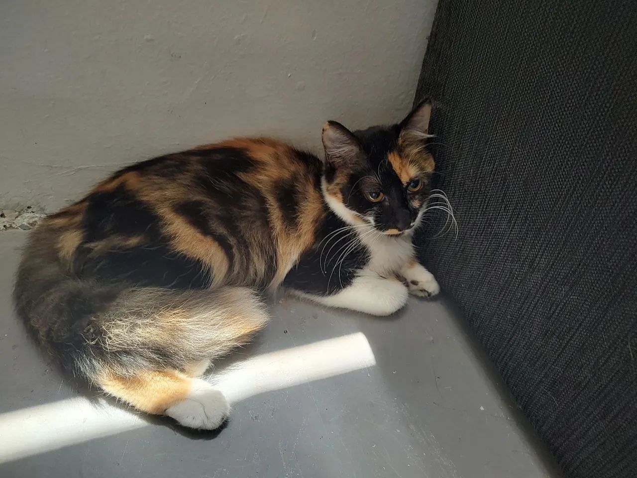 Gatinhos para adoção 