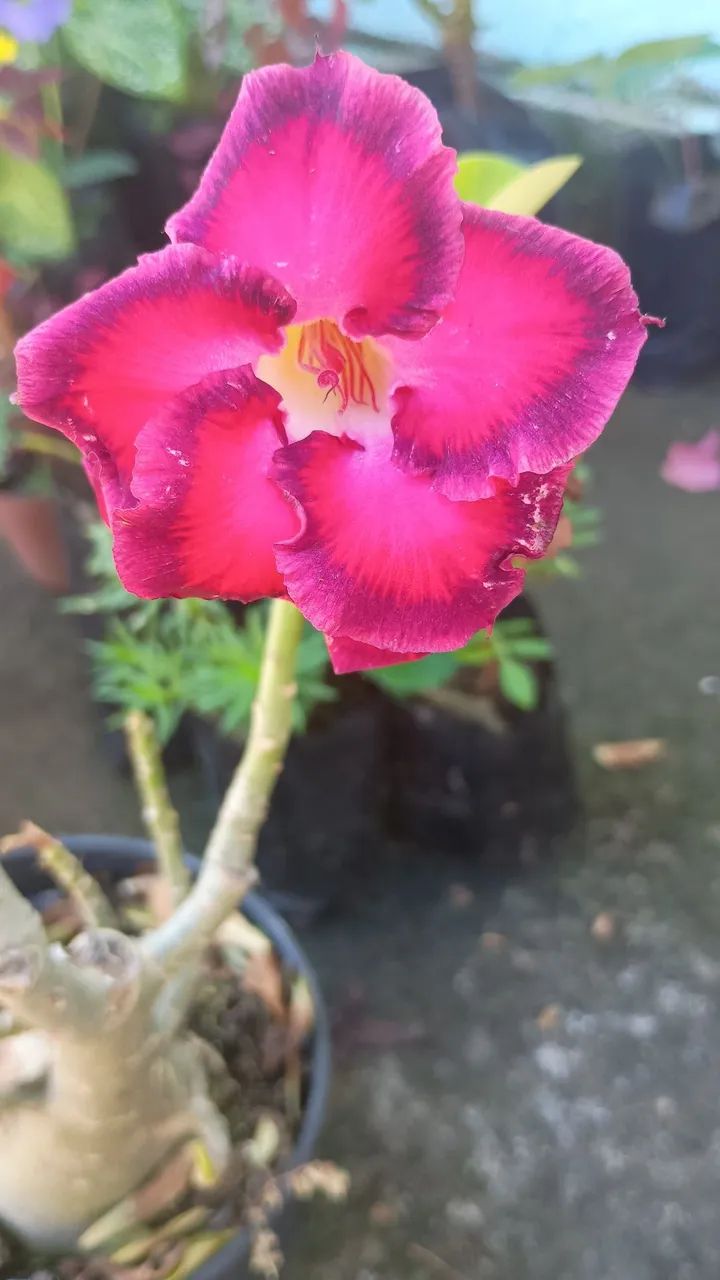 Rosa do deserto  - Foto 3