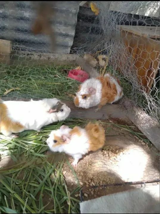 Filhotinhos de porquinho da índia Abissinio  - Foto 3