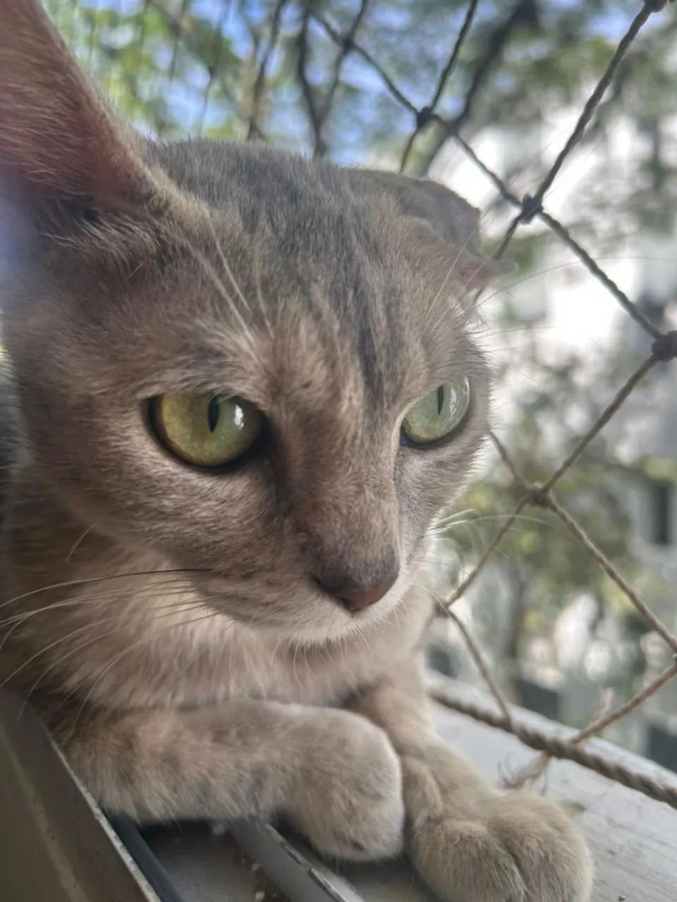 Meg, 1 ano, castrada. - Foto 6