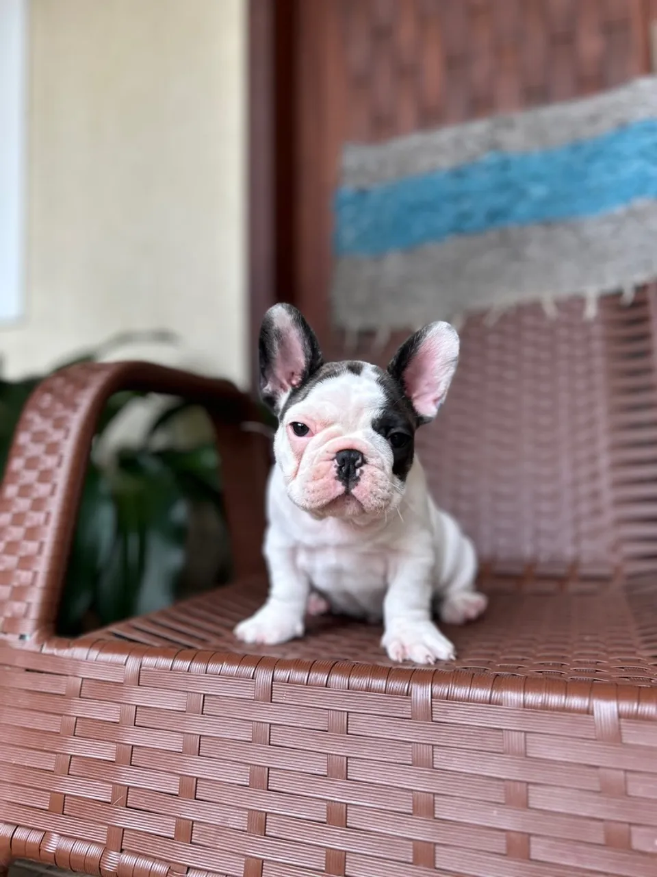Bulldog Francês