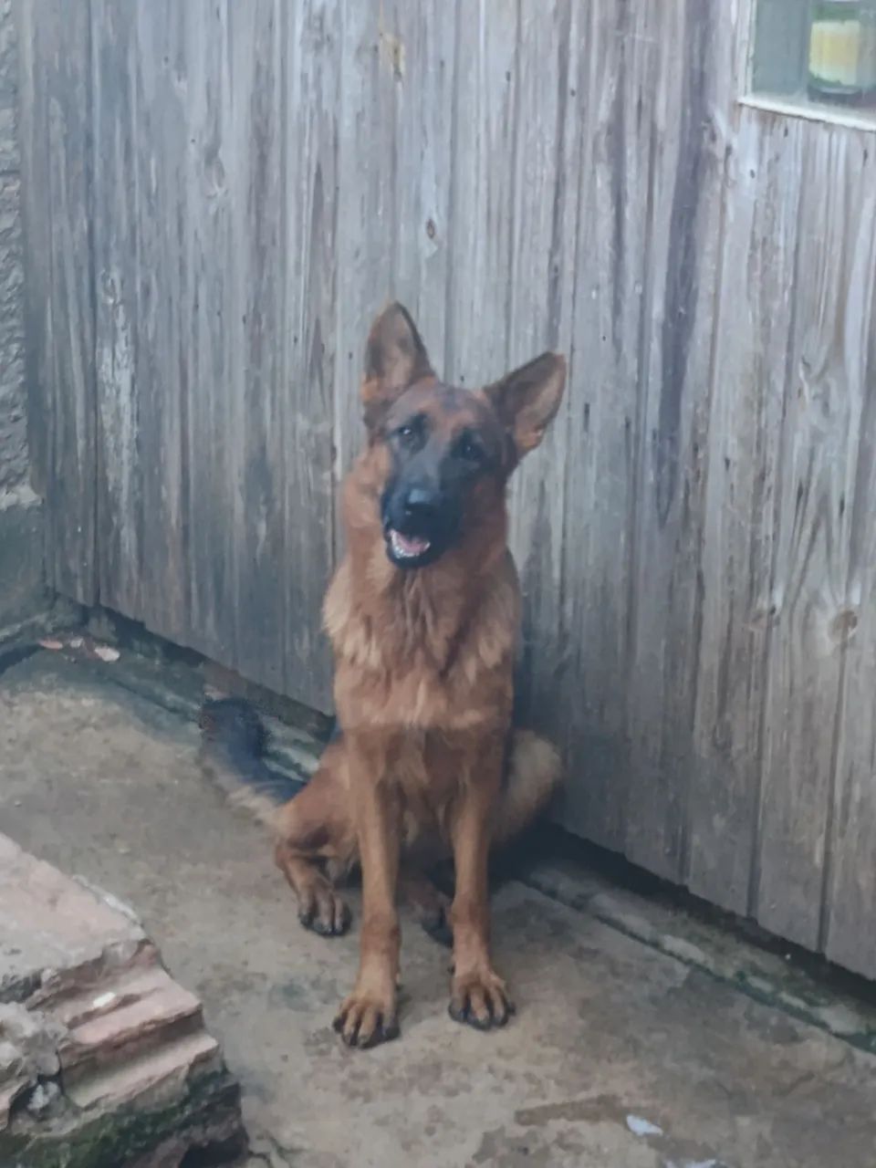 Fêmea de Pastor Alemão