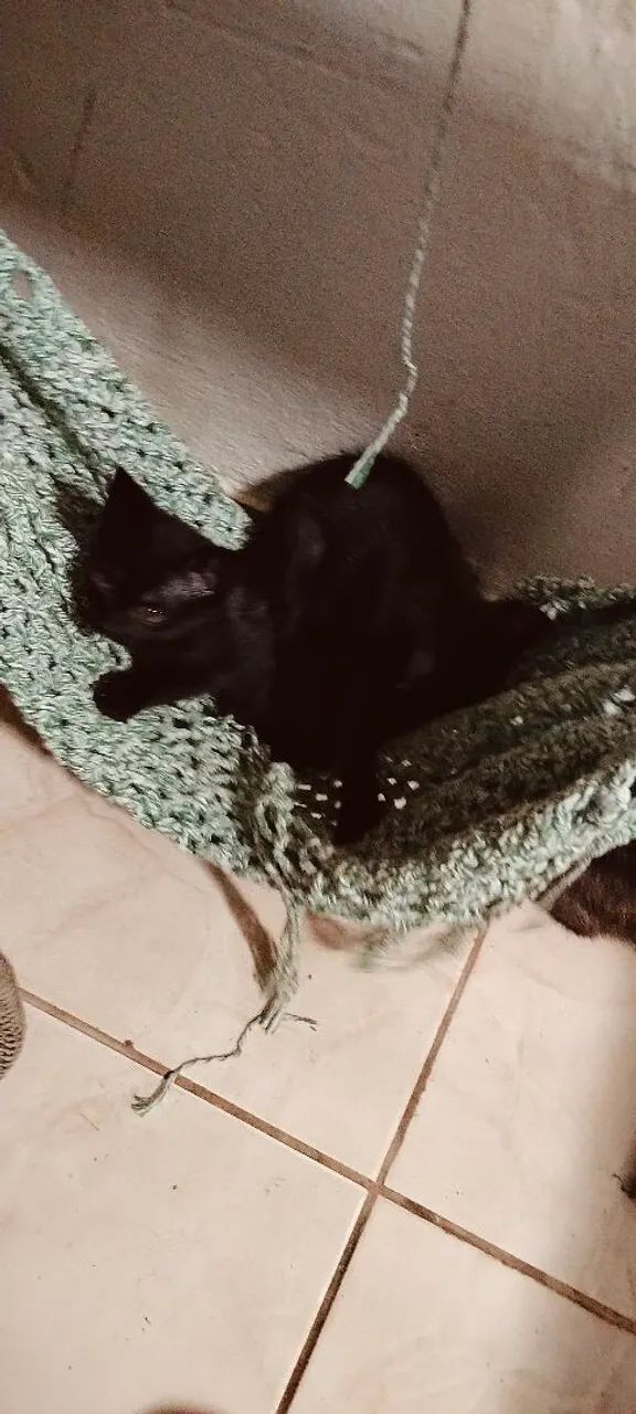 Doação de gatos  - Foto 2